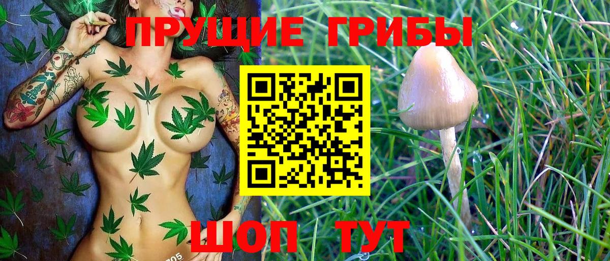 Галлюциногенные грибы Cubensis  Вход с VPN  Псилоцибиновые грибы MAGIC MUSHROOMS  Майкоп 
